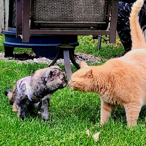 Claudine 🇨🇦 Poshmark Ambassador - Picture 7 of 7